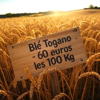 Blé bio Togano 100 Kg