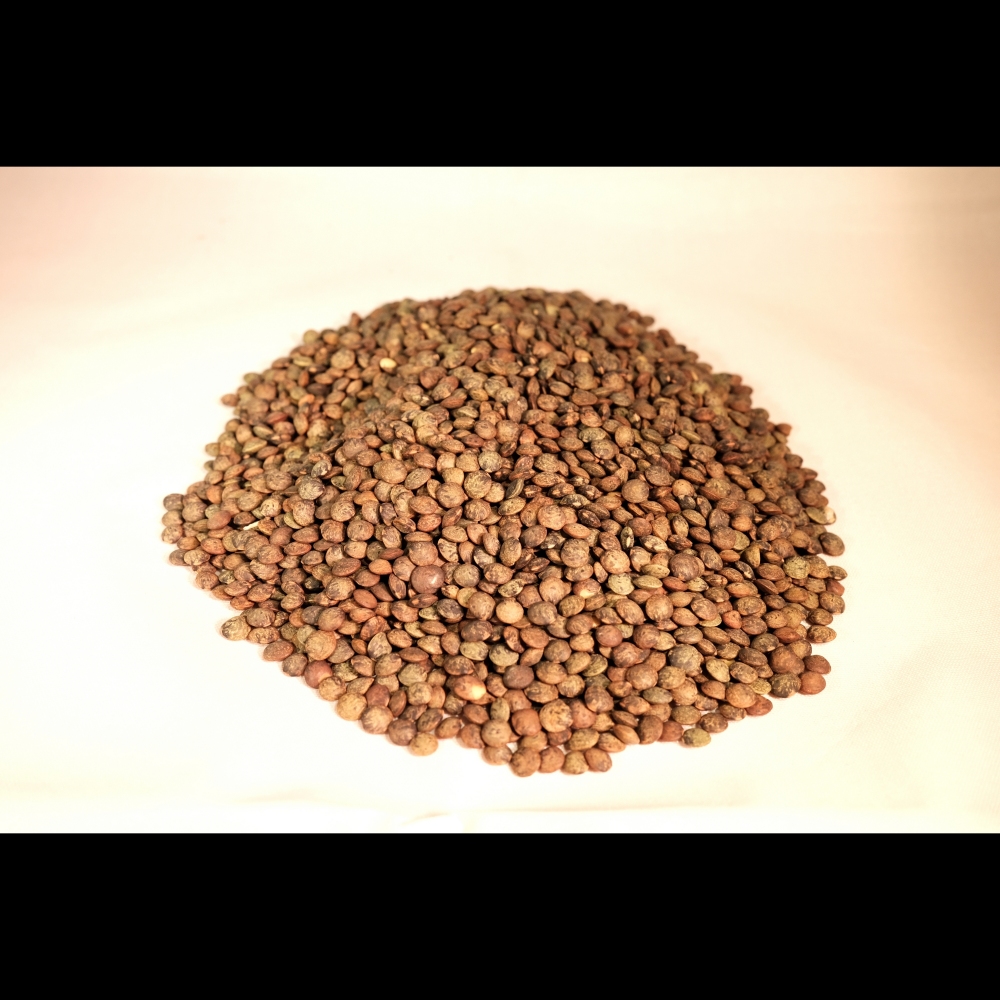 Lentilles vertes bio – Image 4