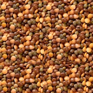 Lentilles mélangées bio