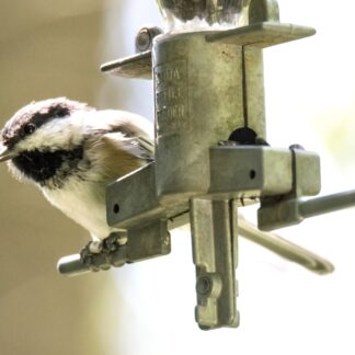Mélange pour oiseaux