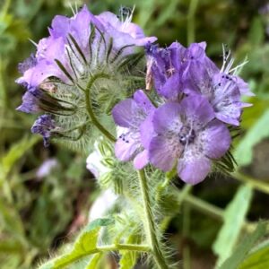 Graines de phacelia