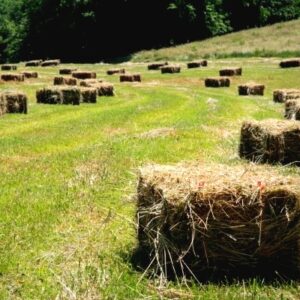 Ballot de foin bio 2025