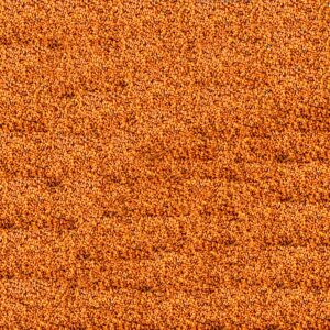 Graines de cameline bio