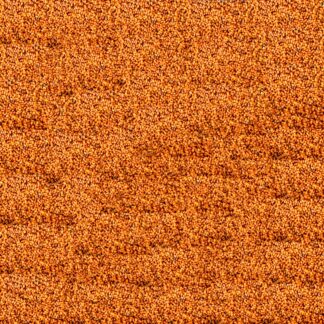 Graines de cameline bio