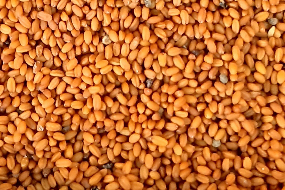 Huile de cameline – Image 3