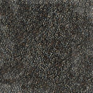 Lentilles vertes  bio