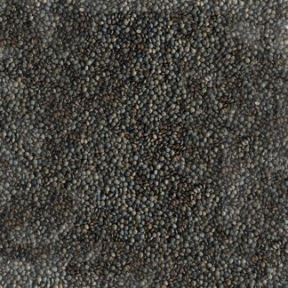 Lentilles vertes bio