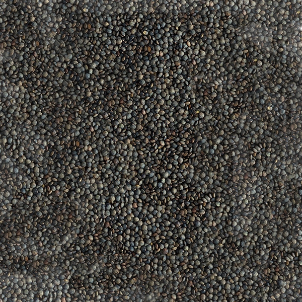 Lentilles vertes bio