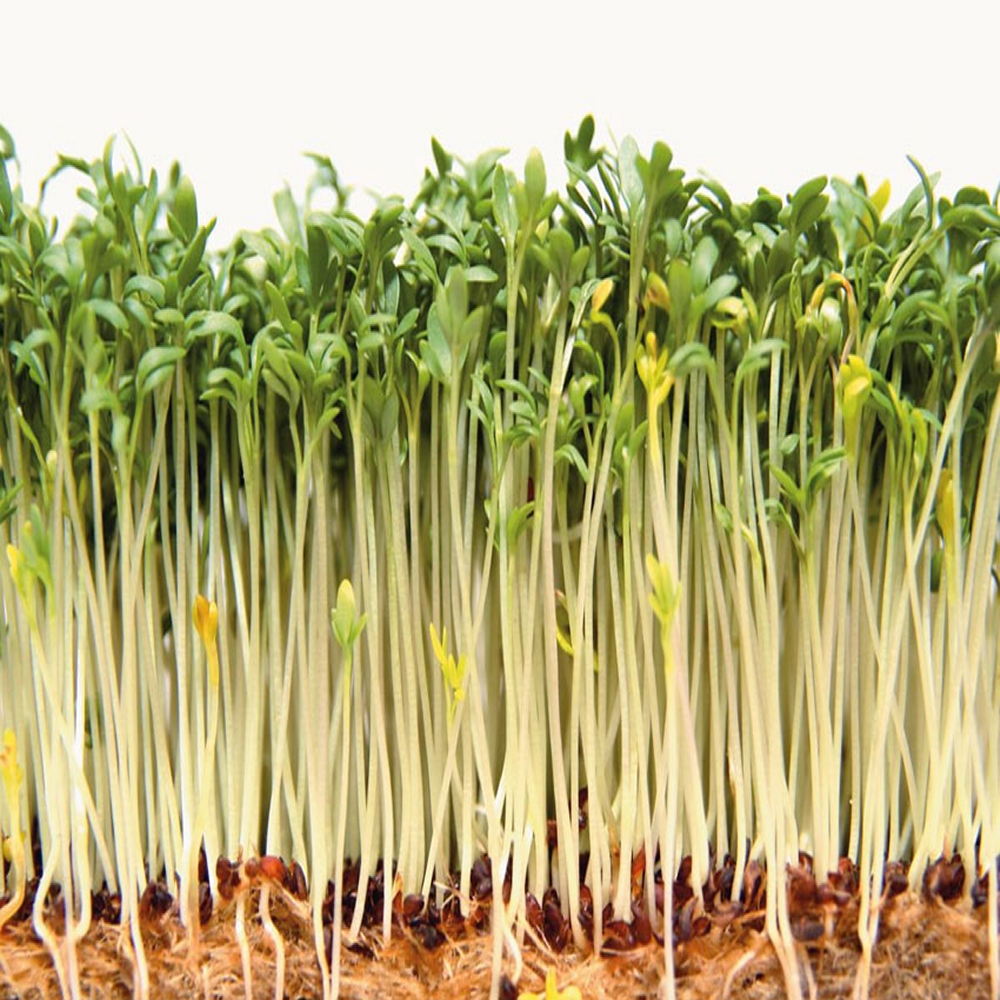 Lentilles vertes bio – Image 5