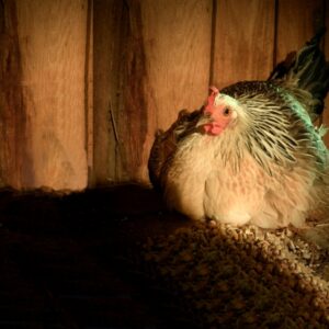 Mélange pour poules